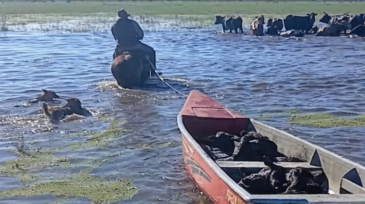 Inundaciones en el norte santafesino: campos anegados, hacienda en traslado y productores aislados