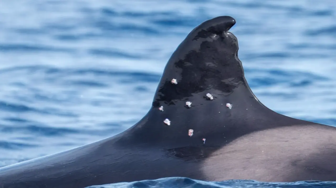 Investigan el ataque a Toñi, la orca ibérica más longeva, herida con perdigones en el Mediterráneo