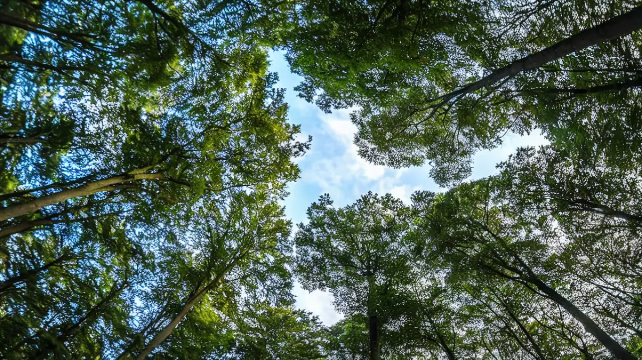 El árbol que sobrevivió a una mujer áspera