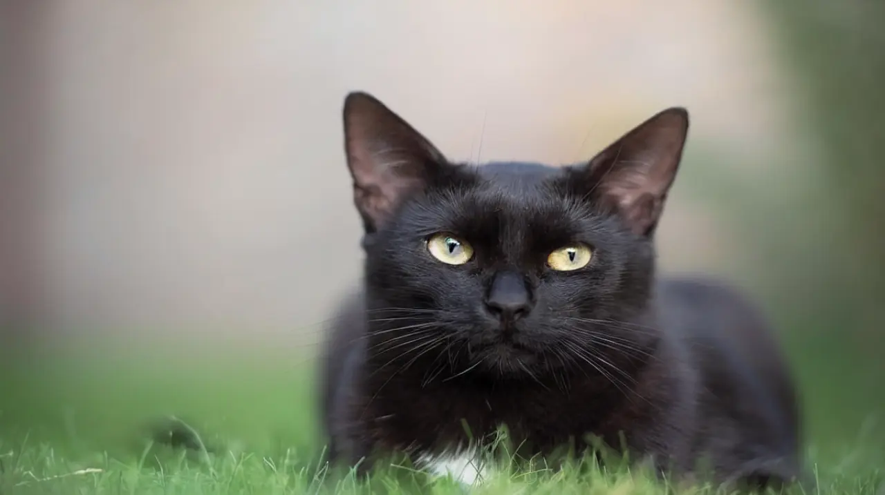 Gatos negros: lo que dice un veterinario sobre su carácter y vínculo con la familia