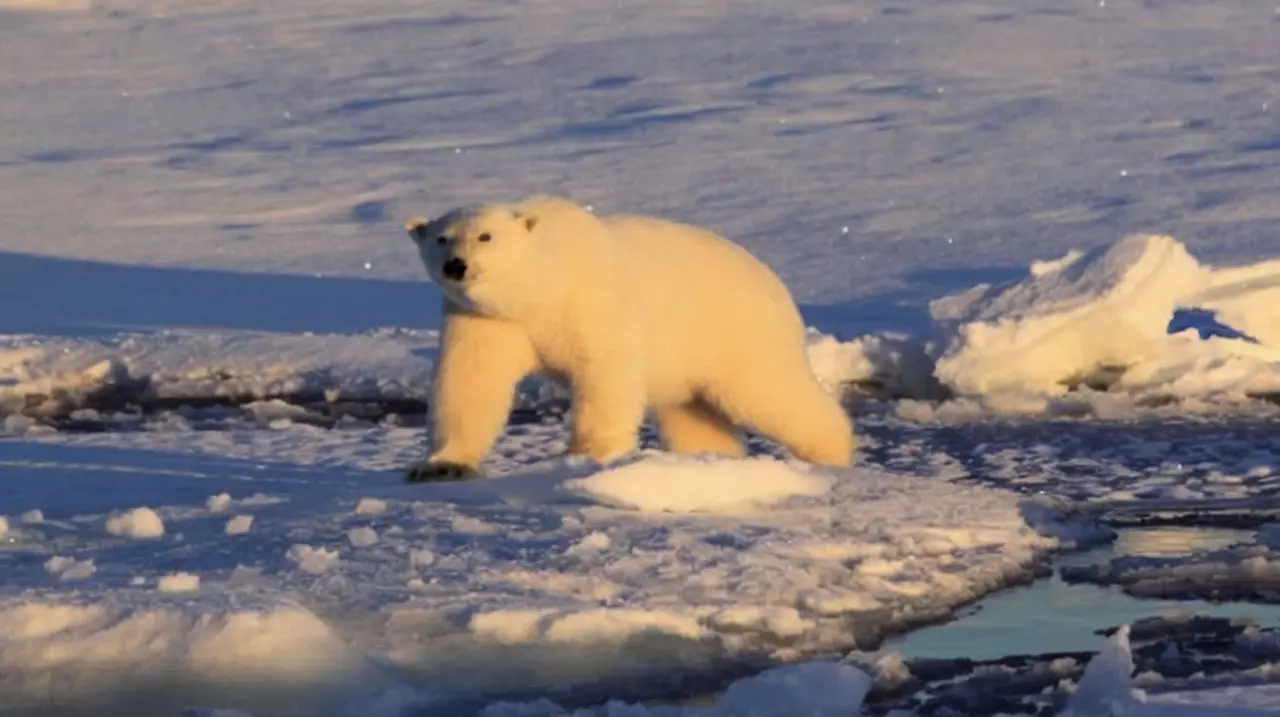 Multan a un turista en Noruega por usar una sirena y despertar a un oso polar