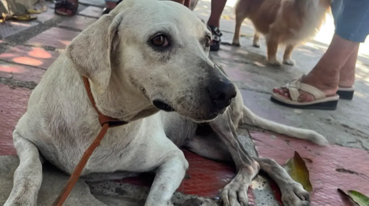 Denuncian agresión contra una perrita en Barranquilla y piden identificar al responsable