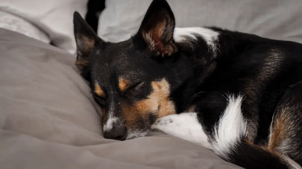 Dónde deben dormir los perros cuando baja la temperatura