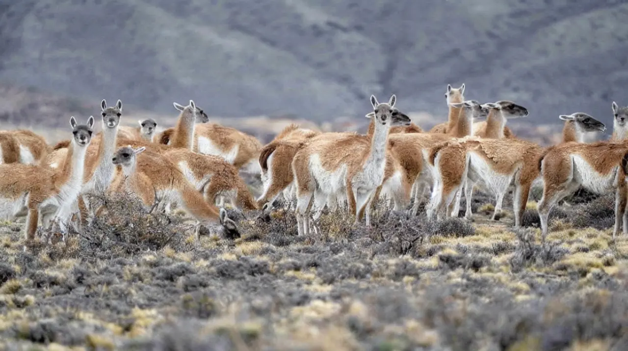Río Negro: una diputada busca frenar la caza de guanacos en medio del plan oficial para vender su carne