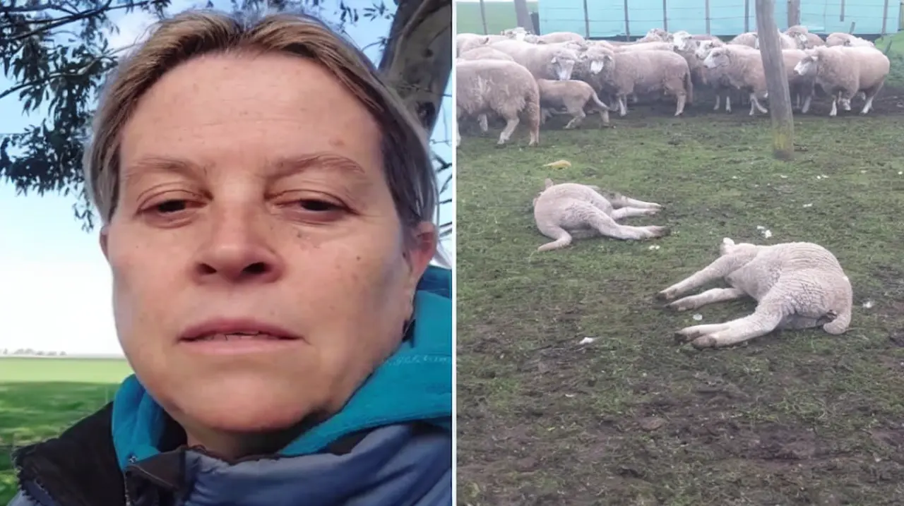 Pumas en el sudeste bonaerense: una familia perdió más de 100 ovejas y pide medidas urgentes
