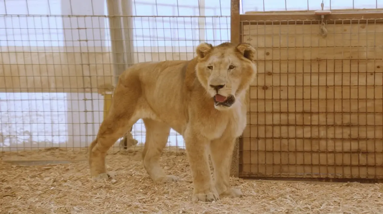 Los tigres y leones del exzoológico de Luján ya comienzan su nueva vida en Sudáfrica