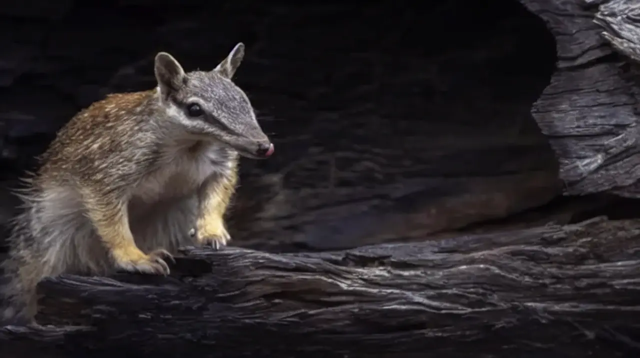 El regreso del numbat, una señal de alivio en la crisis de extinción australiana