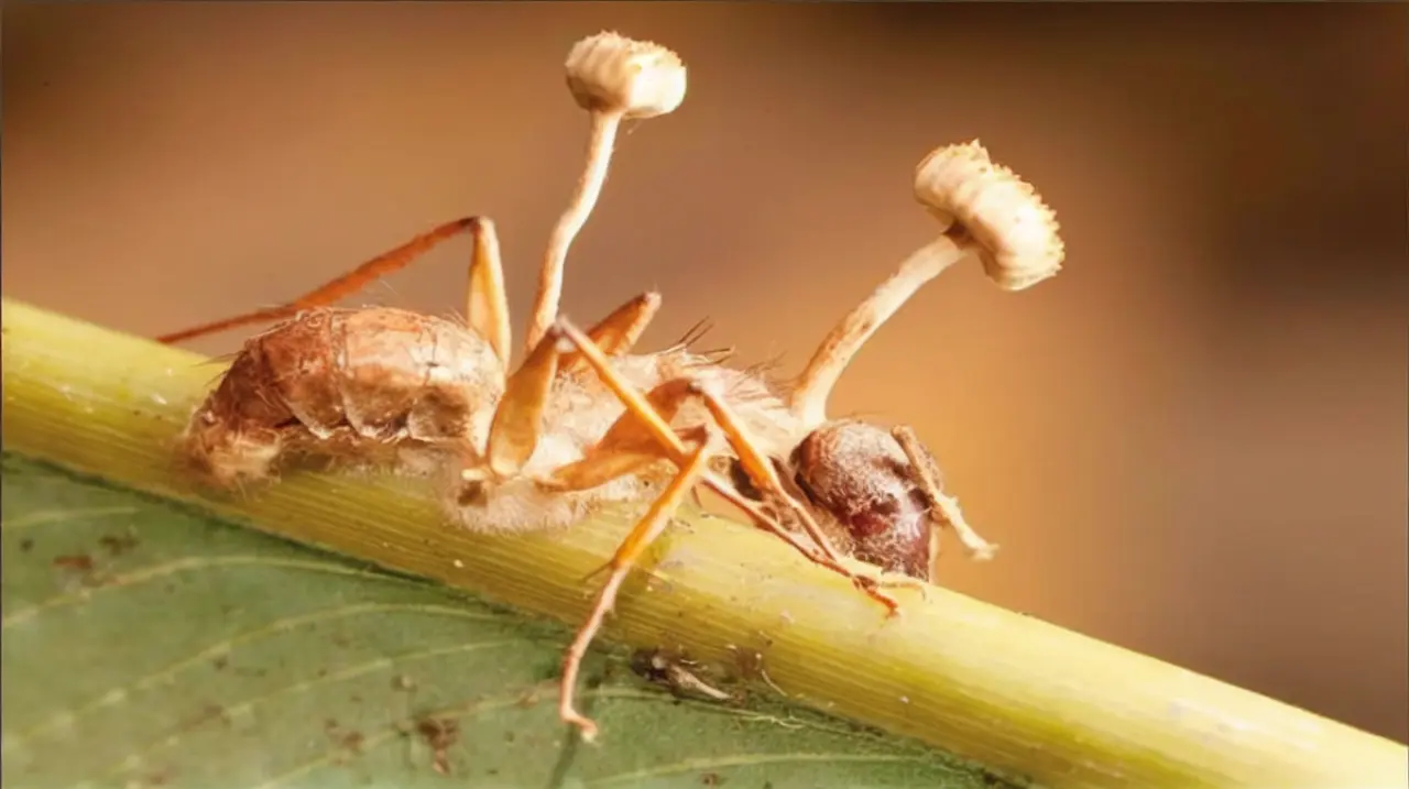 Hallan en Jalisco seis hongos parásitos que manipulan hormigas y amplían la investigación micológica