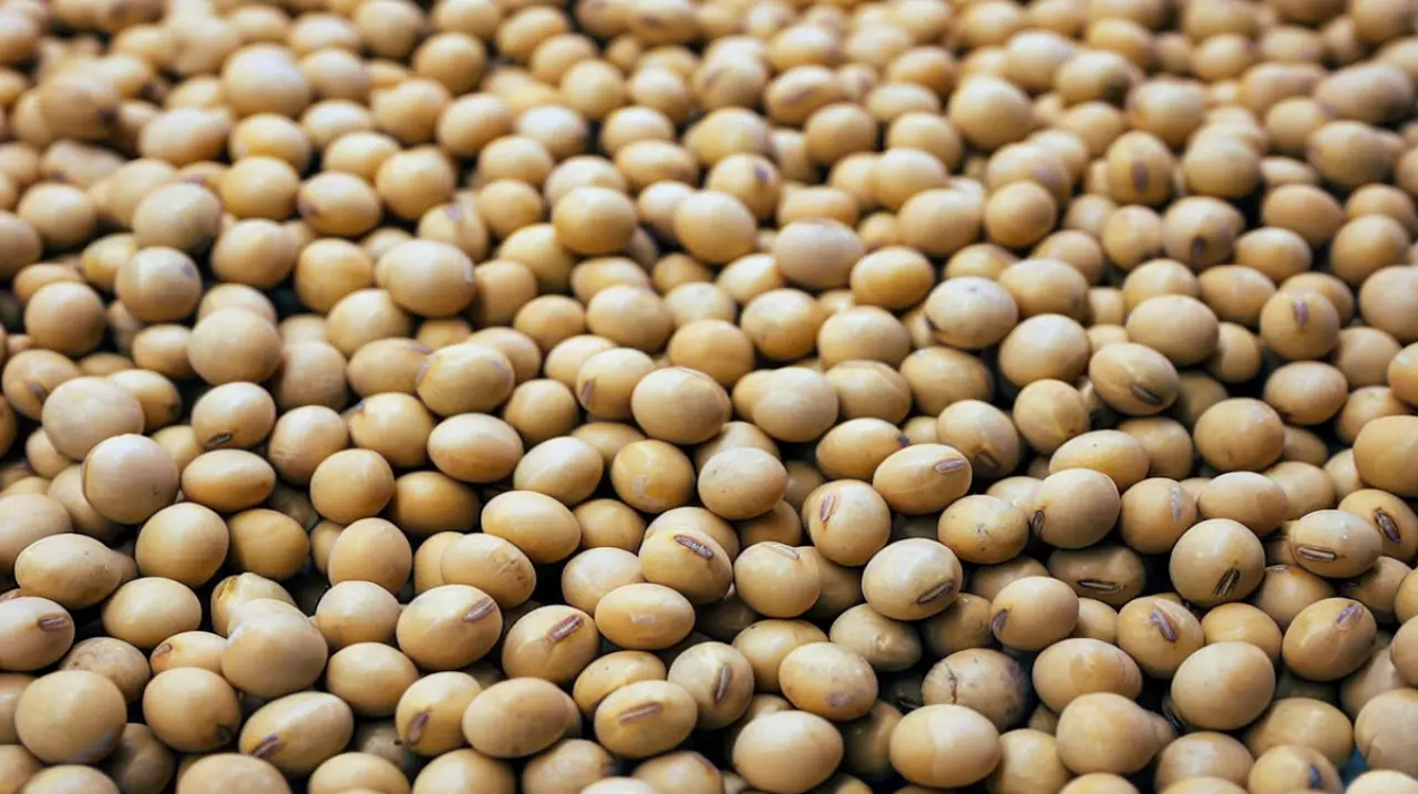 Soja y maíz: los productores retienen granos por más de US$ 18.700 millones