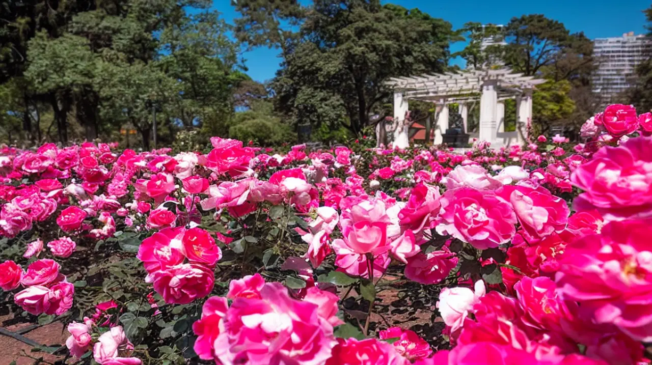 Cuándo podar las rosas en la Argentina y qué tener en cuenta para hacerlo bien
