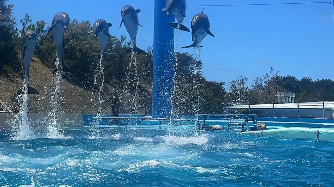 La quiebra del ex Aquarium de Mar del Plata pone precio a cuatro pingüinos: USD 40.000
