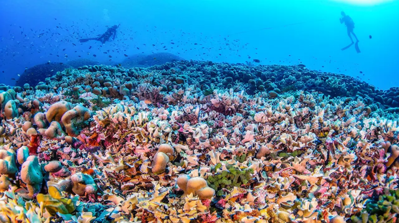 Los océanos marcan un récord de temperatura y crece la presión sobre peces, corales y cosechas