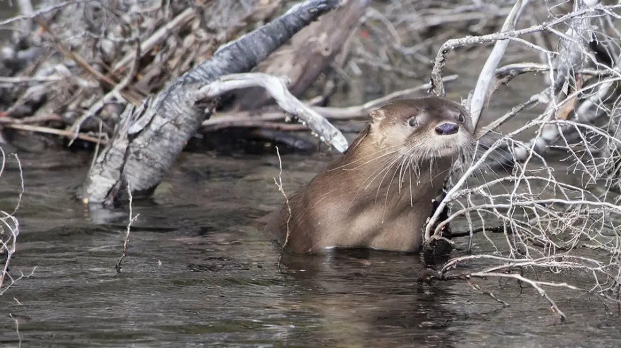 El huillín reapareció en el Parque Nacional Los Alerces tras 40 años