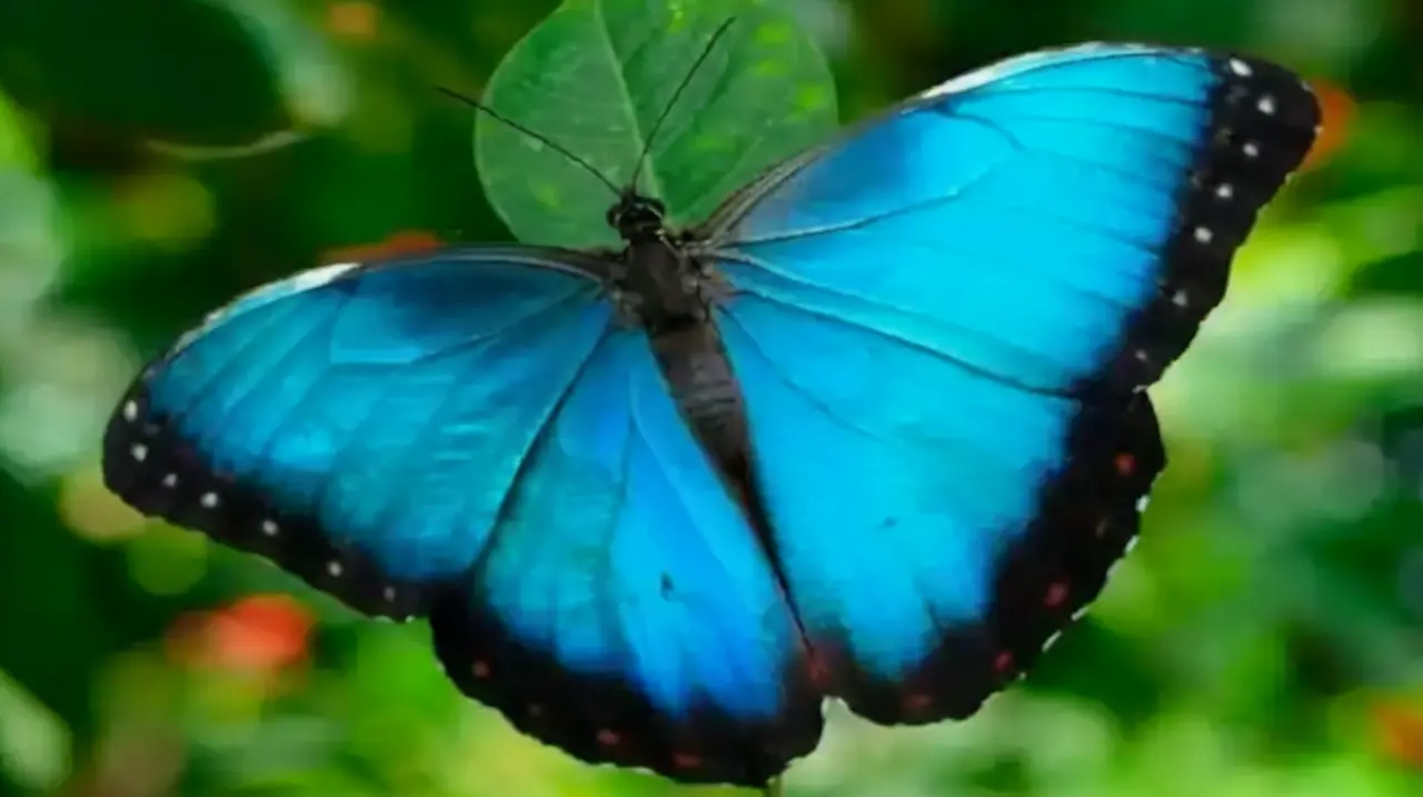 El calor extremo pone en riesgo a la mariposa Morpho y debilita su brillo azul