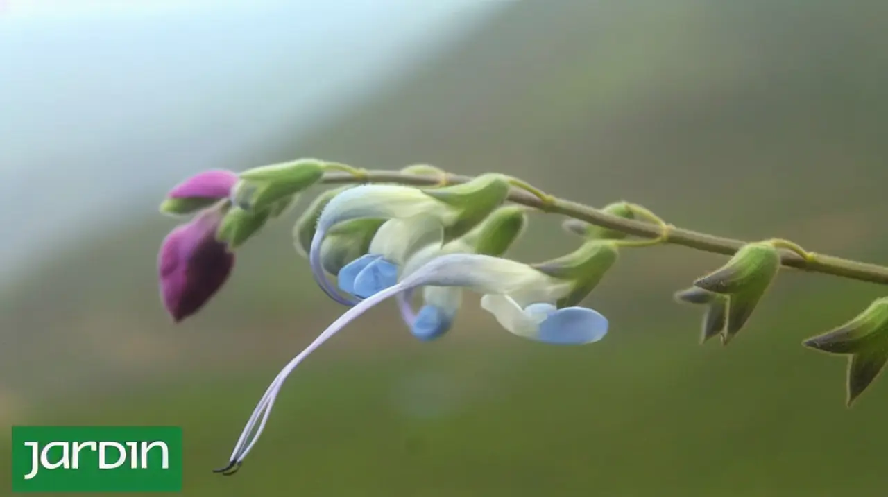 Una nueva salvia de los Andes peruanos lleva el nombre de Messi