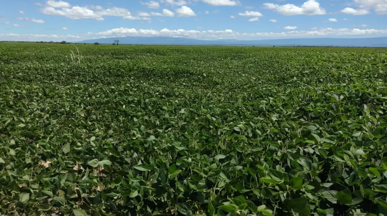 La soja argentina enfrenta una oportunidad global, pero pierde valor por falta de inversión