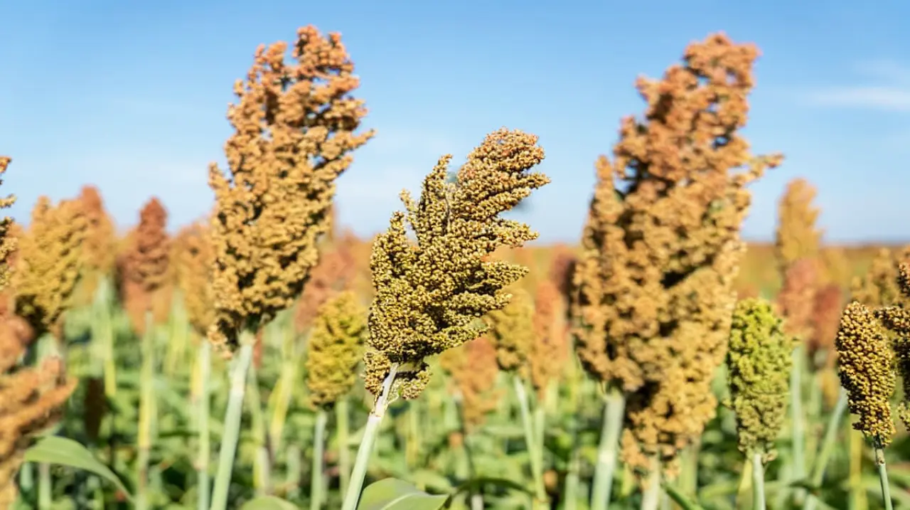 El sorgo argentino podría exportar 1,7 millones de toneladas en una campaña de oferta global ajustada