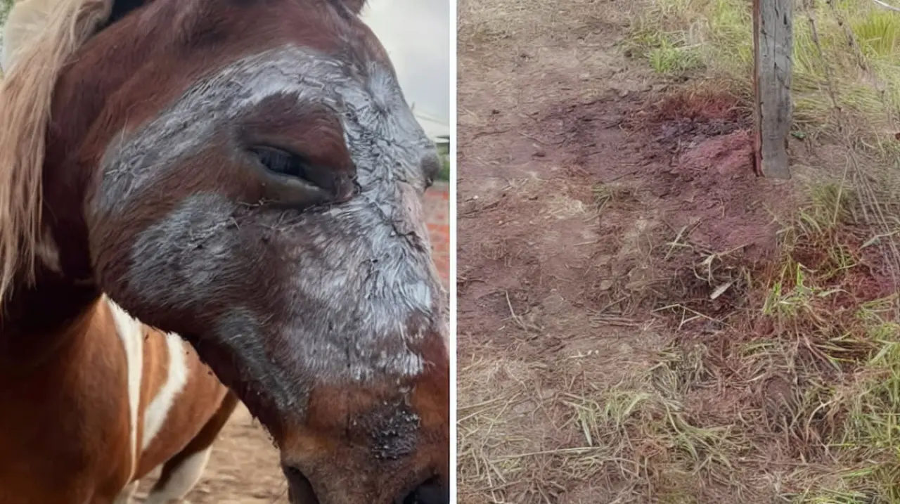 Investigan la agresión a una yegua herida en un campo de Coronel Dorrego