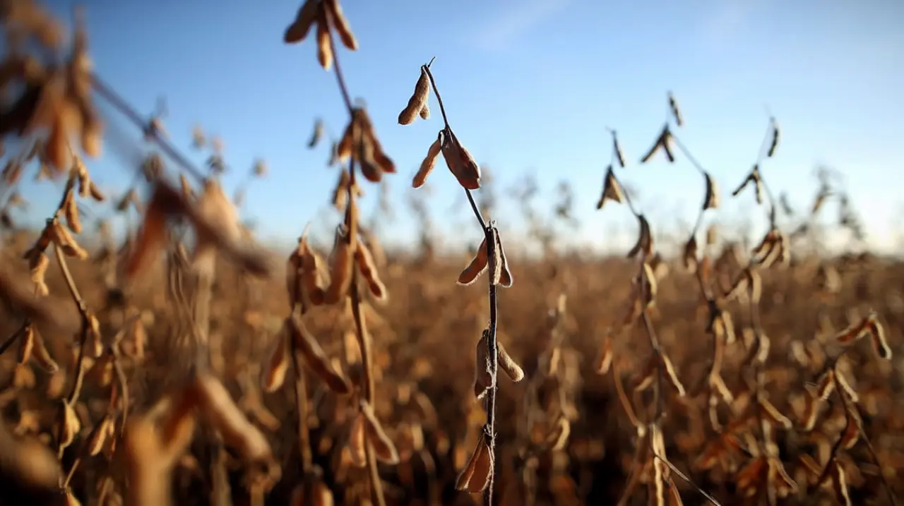 Fertilización 2026/27: los márgenes mejoran, pero la dosis debe definirse con datos