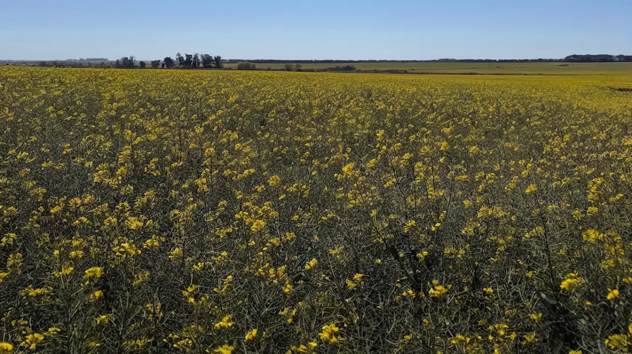 La canola busca ganar espacio en la Argentina impulsada por la demanda de biocombustibles