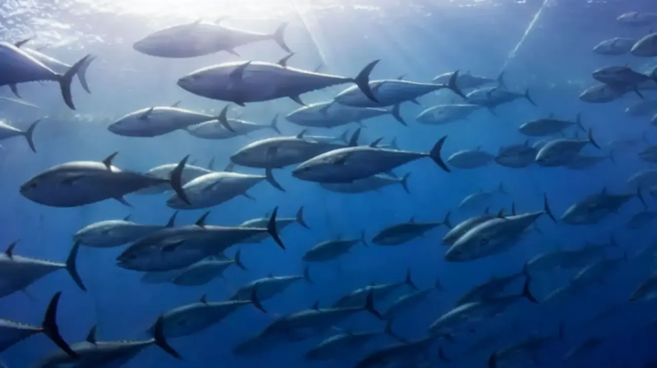 Busan busca otra estrategia para liberar a un tiburón de un canal estrecho