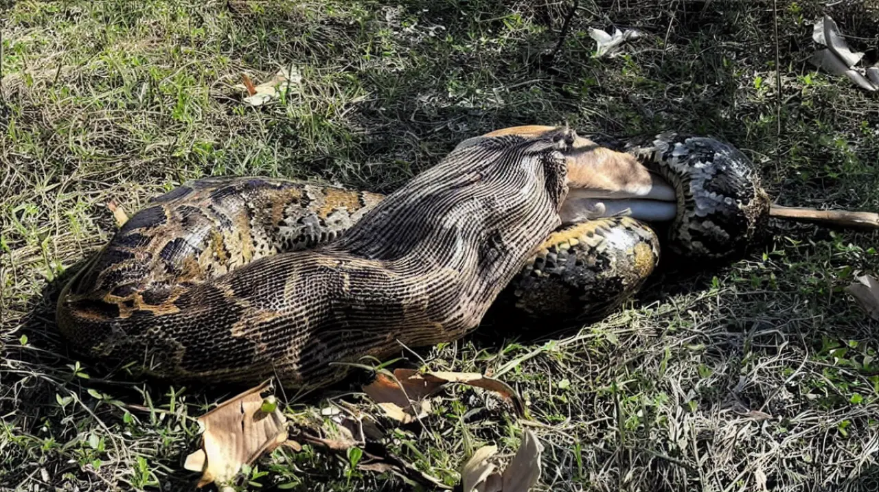 Liberan una pitón de casi cinco metros para rastrear a otras serpientes en Florida