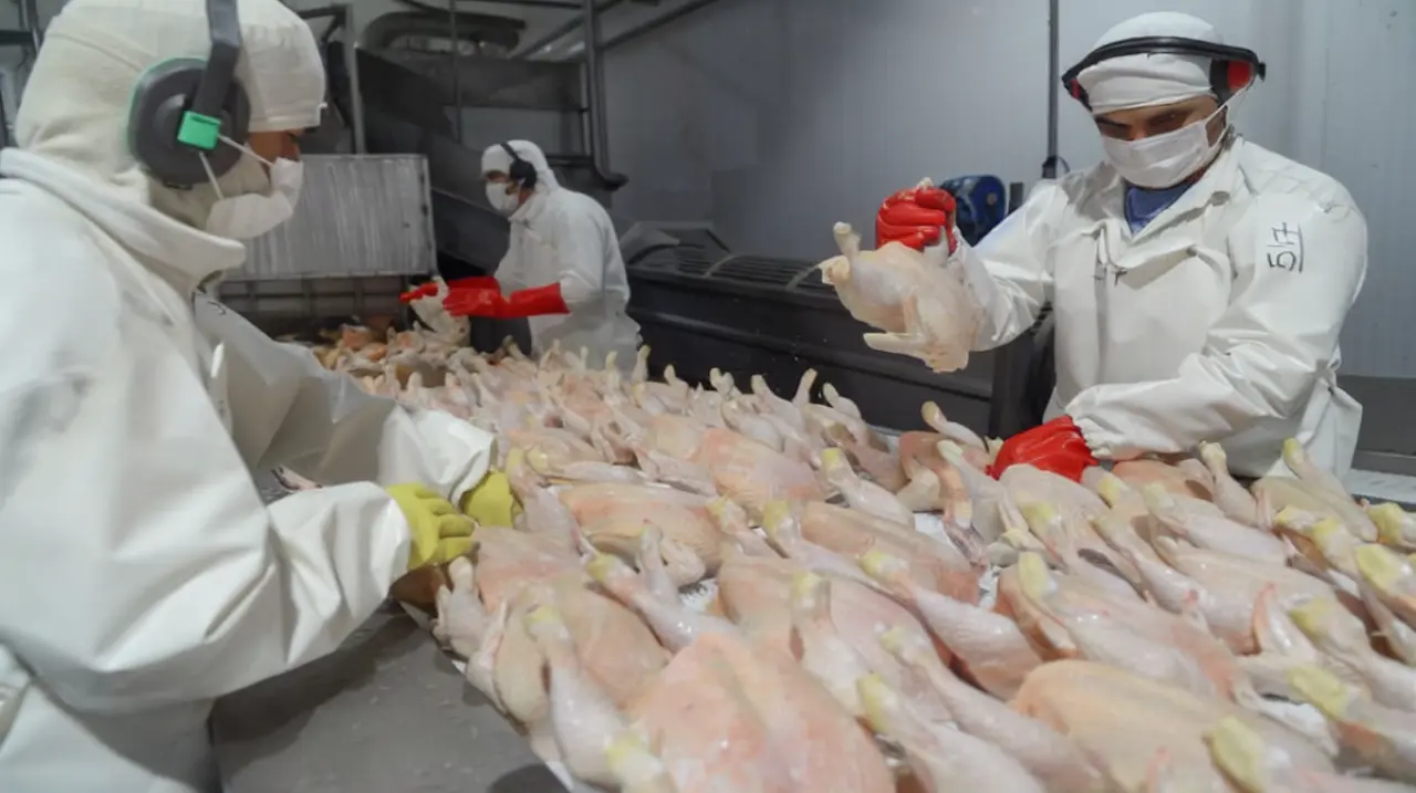 Argentina restringe importaciones aviares de una zona de Brasil por un brote de Newcastle