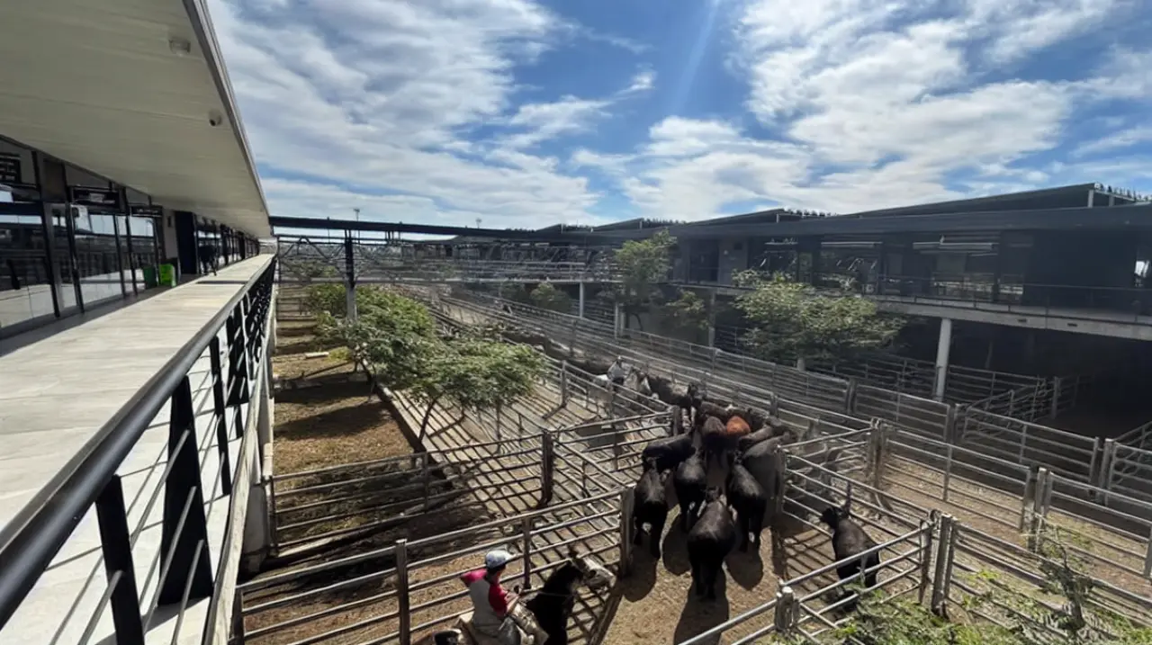 La oferta de vacunos se redujo en Cañuelas por las lluvias