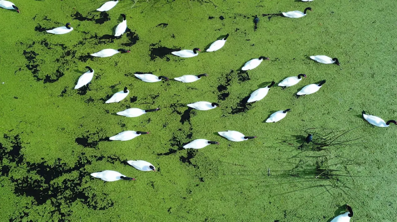 Ciervo de los Pantanos: cómo visitar gratis este parque nacional a 70 kilómetros de Buenos Aires