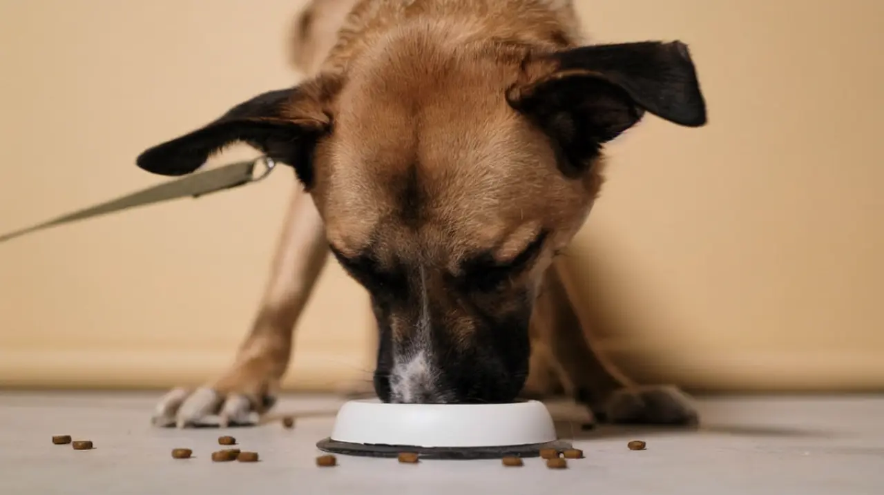 Cómo cambiar el alimento de un perro sin provocarle malestar