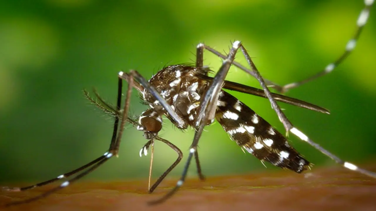 Lluvias, calor y agua acumulada: por qué aumenta la preocupación por el dengue