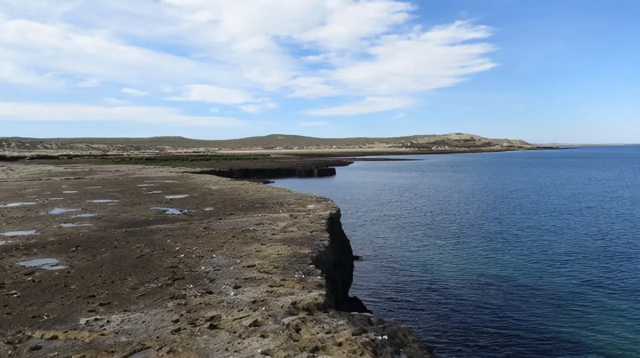 El fósil de una foca patagónica de 10 millones de años revela una dieta sorprendentemente actual