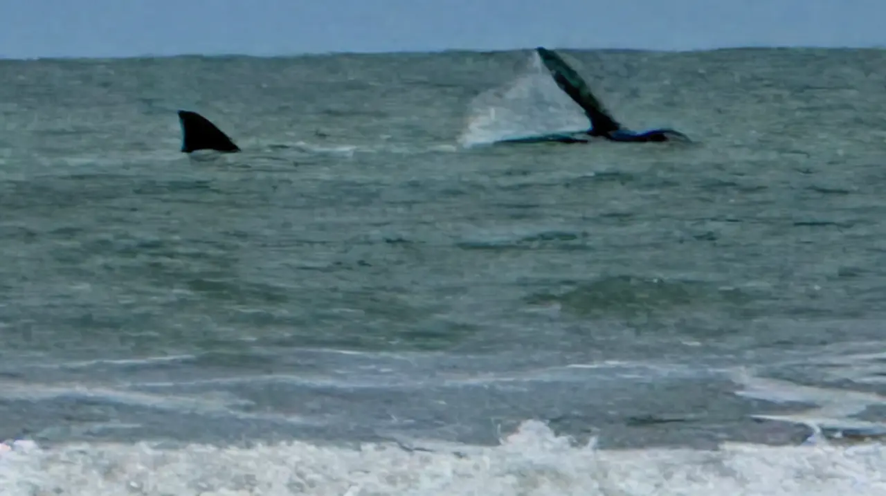 Una ballena franca austral sorprendió a los nadadores frente a Cariló