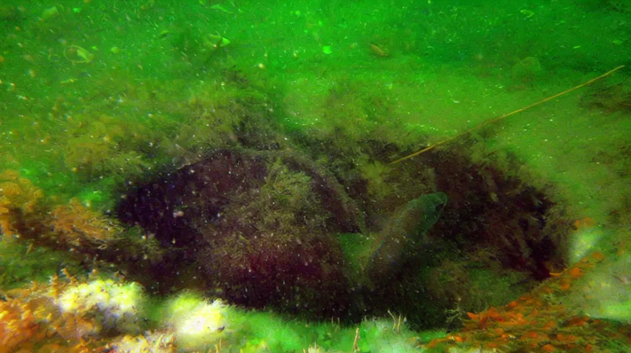 El arrecife artificial que convirtió un fondo arenoso en refugio marino