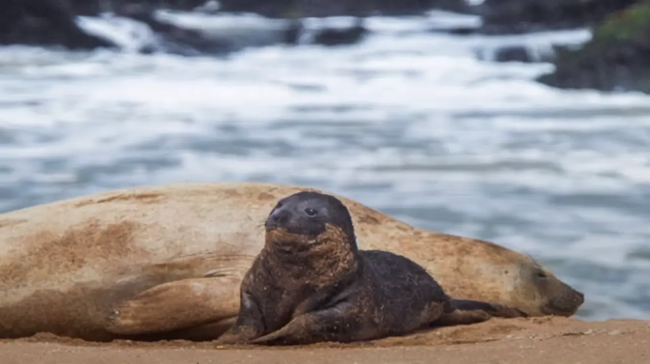 Un tercer elefante marino se sumó a la familia que descansa en una playa de Mar del Plata