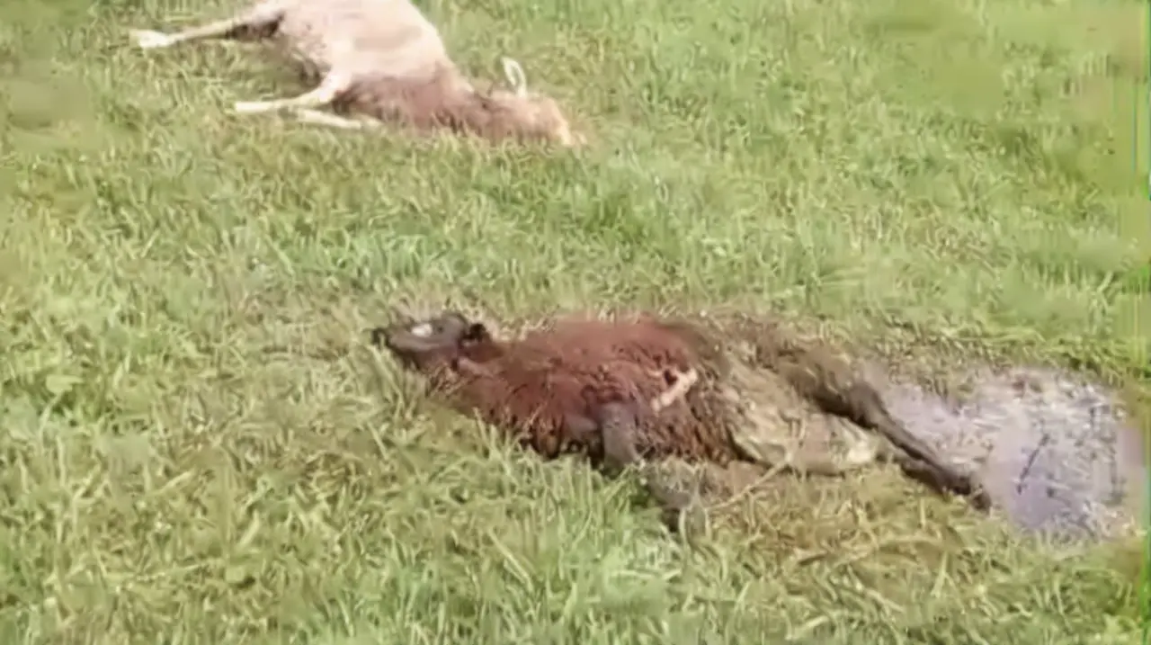 Ataques de perros dejan decenas de ovejas muertas en campos del sur de Misiones